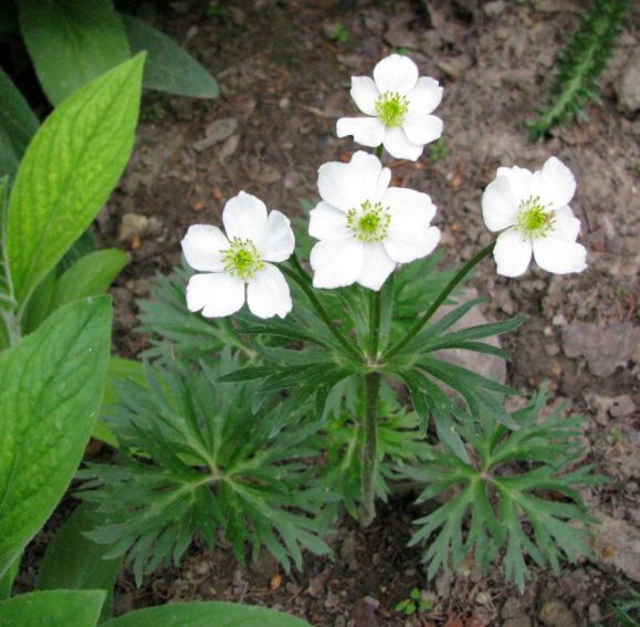 Ogród Botaniczny - Dział Flory Polski - 