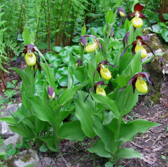 Ogród Botaniczny - Dział Flory Polski - 