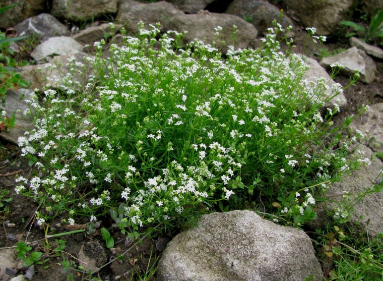 Ogród Botaniczny - Dział Flory Polski - 