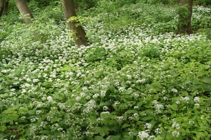 Ogród Botaniczny - Dział Flory Polski - 