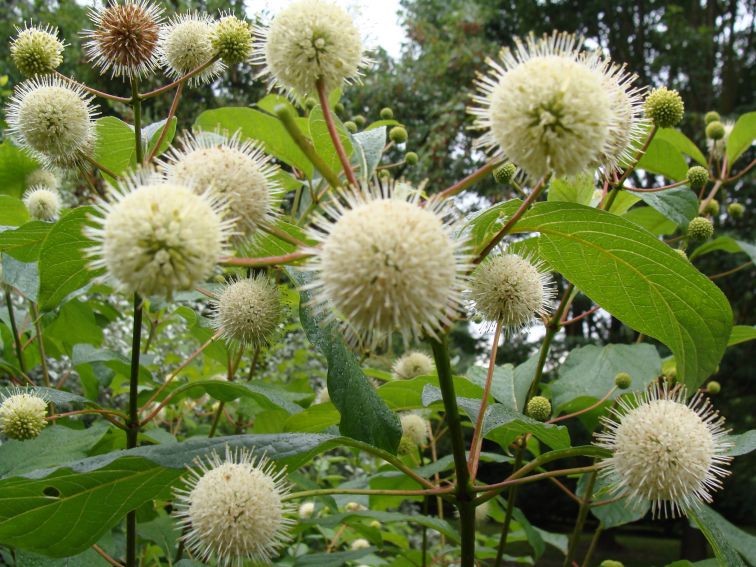 Ogród Botaniczny - Dział Dendrologii (Arboretum)