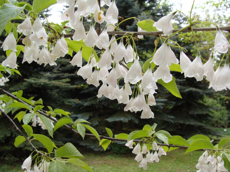 Ogród Botaniczny - Dział Dendrologii (Arboretum)