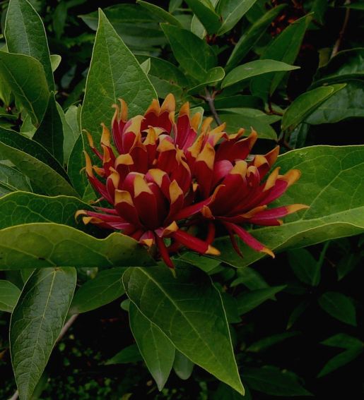 Ogród Botaniczny - Dział Dendrologii (Arboretum)