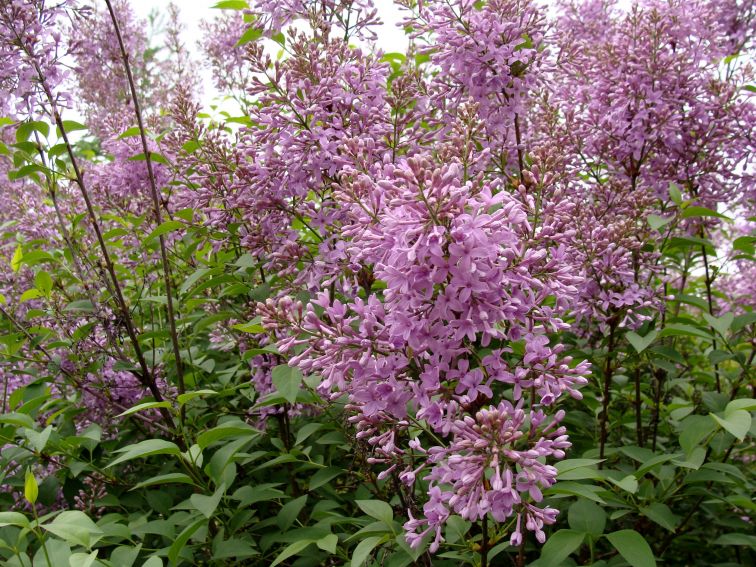 Ogród Botaniczny - Dział Dendrologii (Arboretum) - lilaki -
