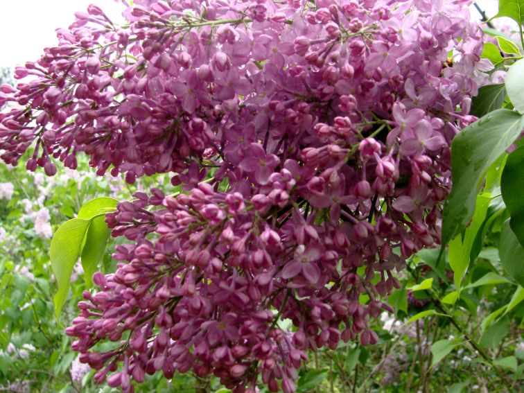 Ogród Botaniczny - Dział Dendrologii (Arboretum) - lilaki -