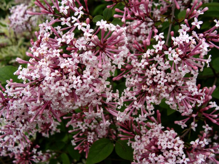 Ogród Botaniczny - Dział Dendrologii (Arboretum) - lilaki -