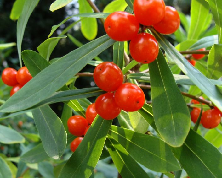 Ogród Botaniczny - Dział Dendrologii (Arboretum)