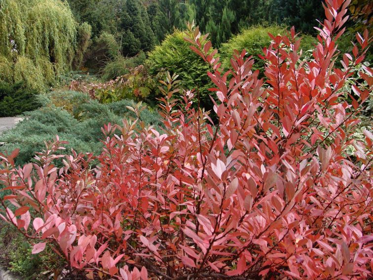 Ogród Botaniczny - Dział Dendrologii (Arboretum)