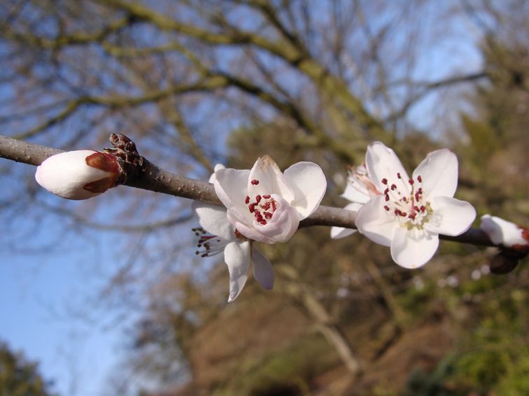 Ogród Botaniczny - Dział Dendrologii (Arboretum)