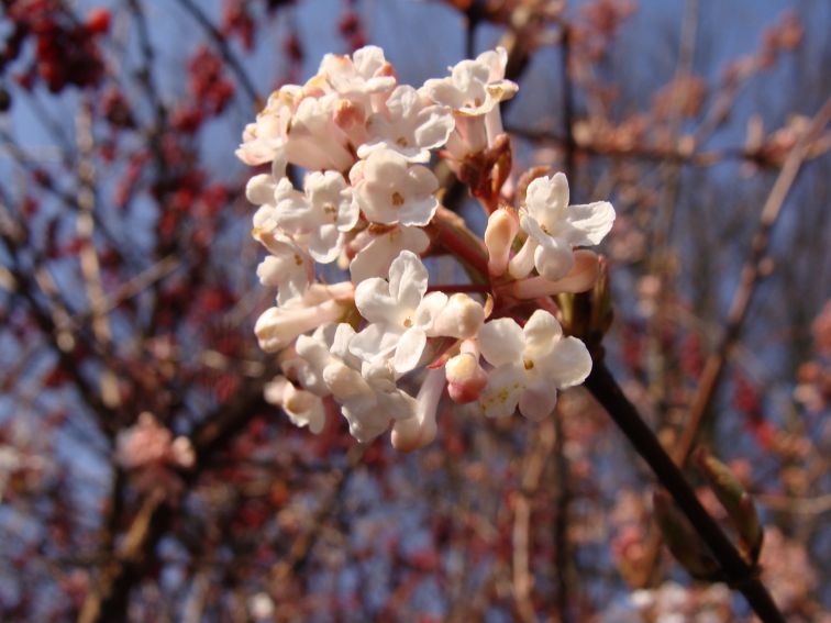 Ogród Botaniczny - Dział Dendrologii (Arboretum)