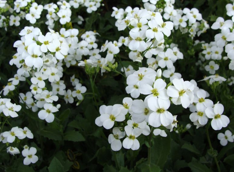 Ogród Botaniczny - Dział Roślin Górskich (Alpinarium)
