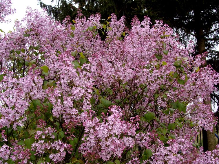 Ogród Botaniczny - Dział Dendrologii (Arboretum) - lilaki -