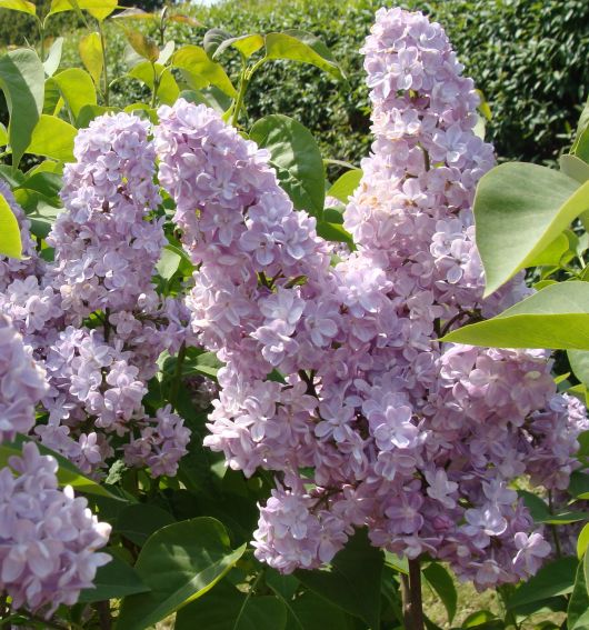 Ogród Botaniczny - Dział Dendrologii (Arboretum) - lilaki -
