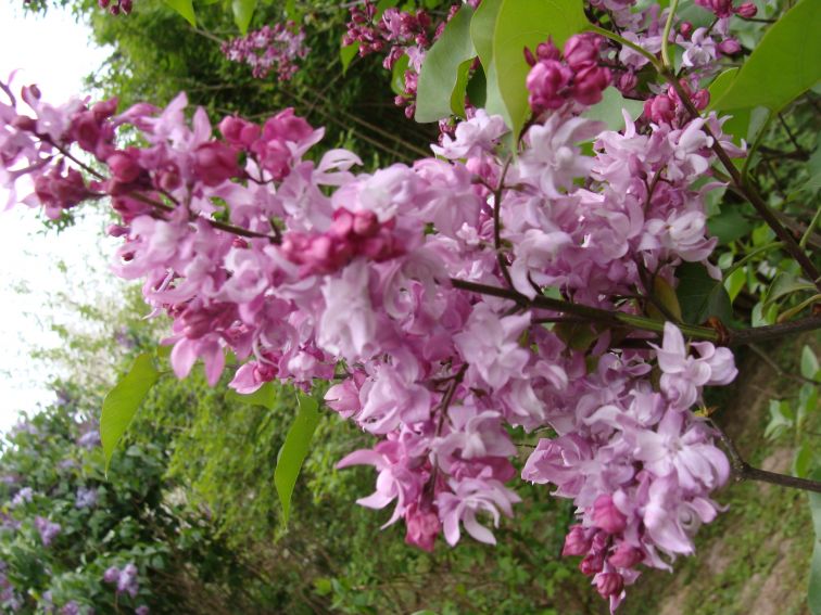 Ogród Botaniczny - Dział Dendrologii (Arboretum) - lilaki -
