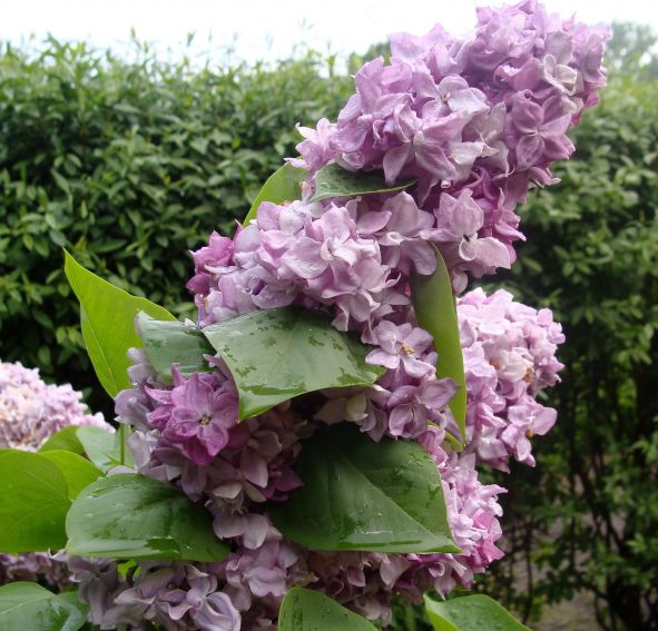 Ogród Botaniczny - Dział Dendrologii (Arboretum) - lilaki -