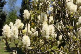 130604-fothergilla-major.jpg