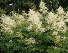 Aruncus dioicus.JPG