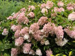 Hydrangea paniculata `Grandiflora`.JPG