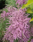 Tamarix ramosissima.JPG