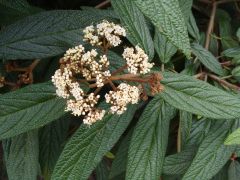 Viburnum rhytidophyllum.JPG