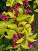 Weigela florida `Aurea`.JPG