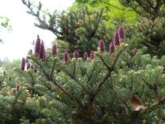 Abies koreana `.JPG