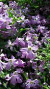Clematis viticella.jpg