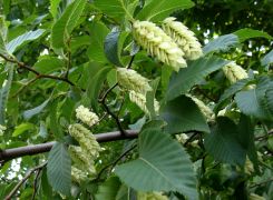 Ostrya carpinifolia.JPG