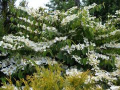 Viburnum plicatum `Mariesii`.JPG