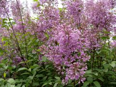 Syringa chinensis `Saugeana`.JPG