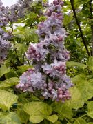 Syringa vulgris `Aucubifolia`.JPG