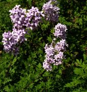 Syringa persica.JPG
