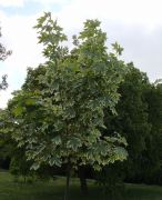 Acer platanoides `Drummondii`.JPG
