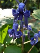 Clematis heracleifolia `Davidiana`.JPG