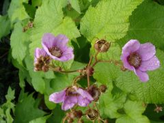 Rubus odoratus.JPG