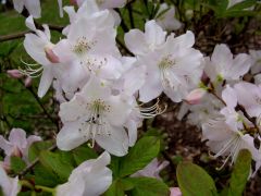 Różanecznim Szlippenbacha (Rhododendron schlippenbachii).JPG