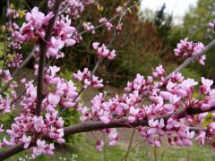Cercis canadensis.JPG