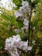 Prunus `Amanogawa`.JPG