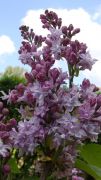 Syringa vulgaris `Maxime Cornu`.JPG