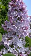 Syringa vulgaris `President Grevy`.JPG