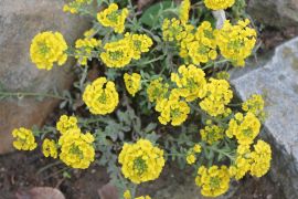 Alyssum wulfenianum - smagliczka wulfena.JPG